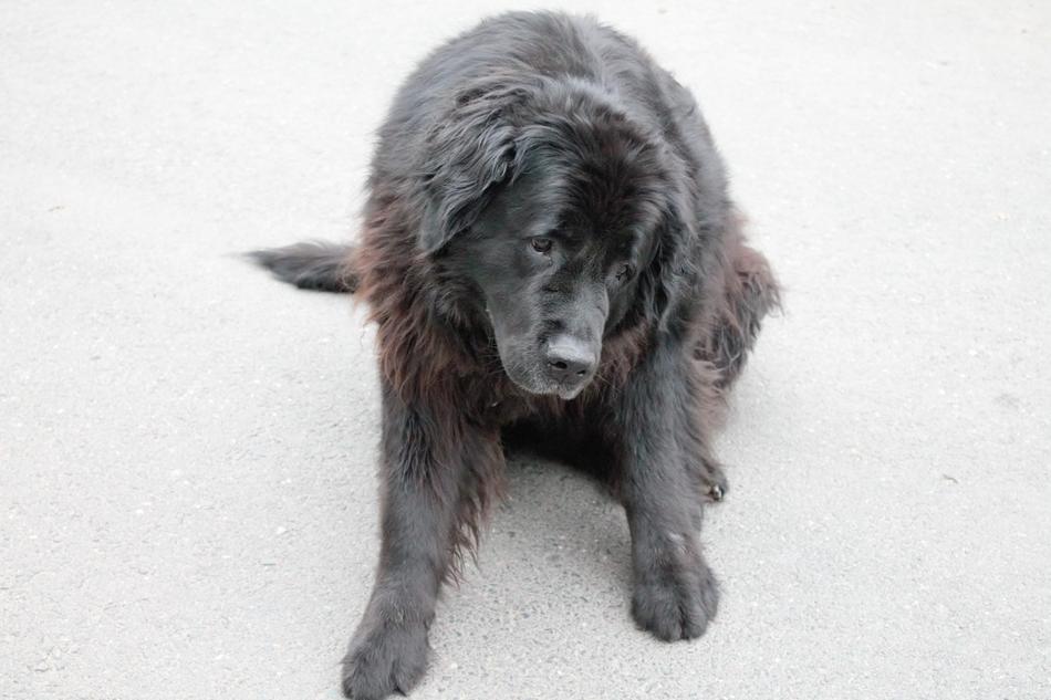 Niceness Dog