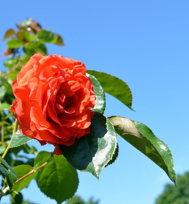 flower bud on a tree with leaves