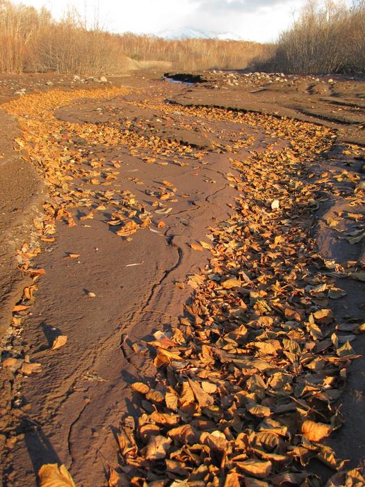 Autumn Fallen Foliage Road Yellow