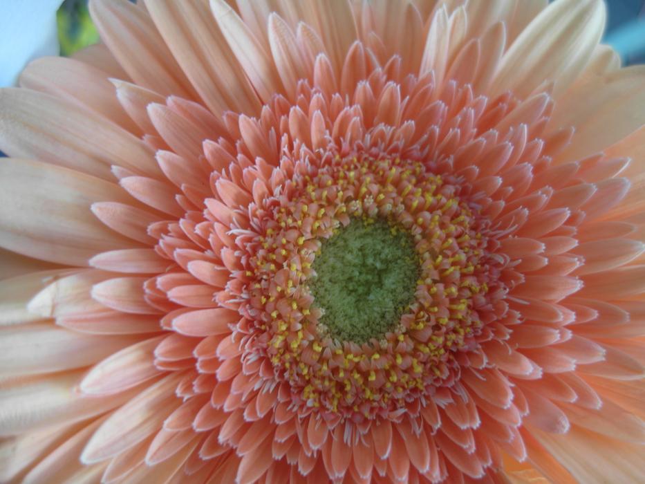 herbata rosebud is beautiful