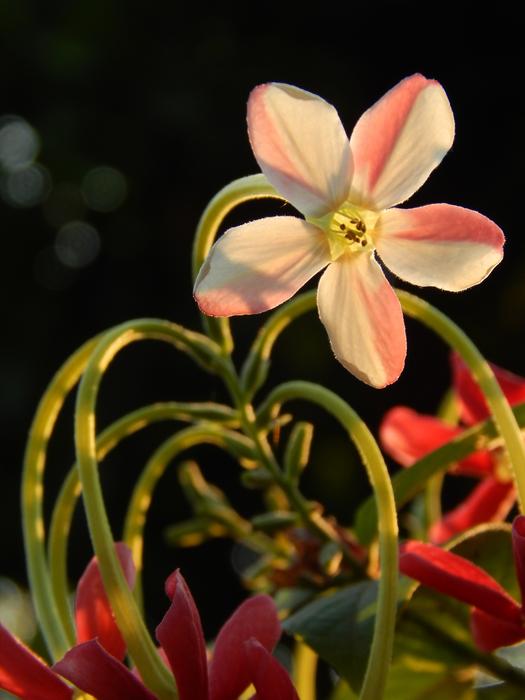 Flower Bloom Li