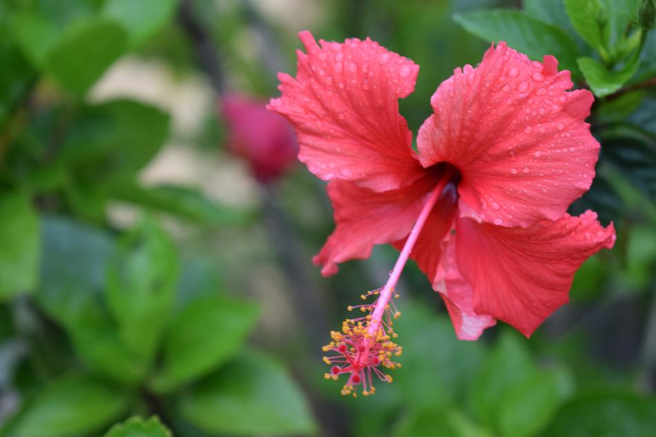 red flower on a bush landscape