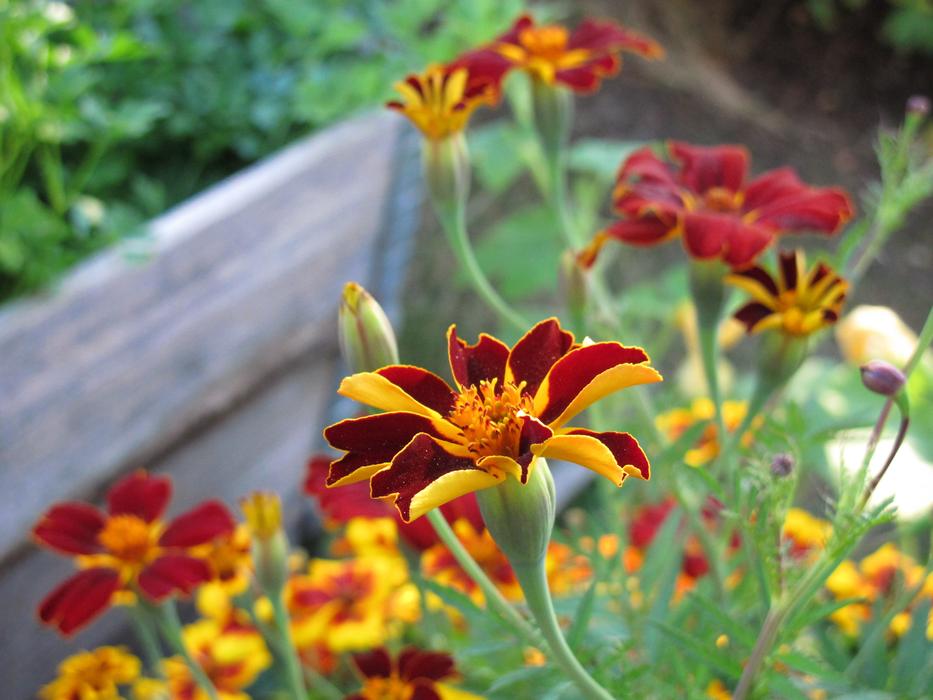 lots of flowers in the garden are beautiful