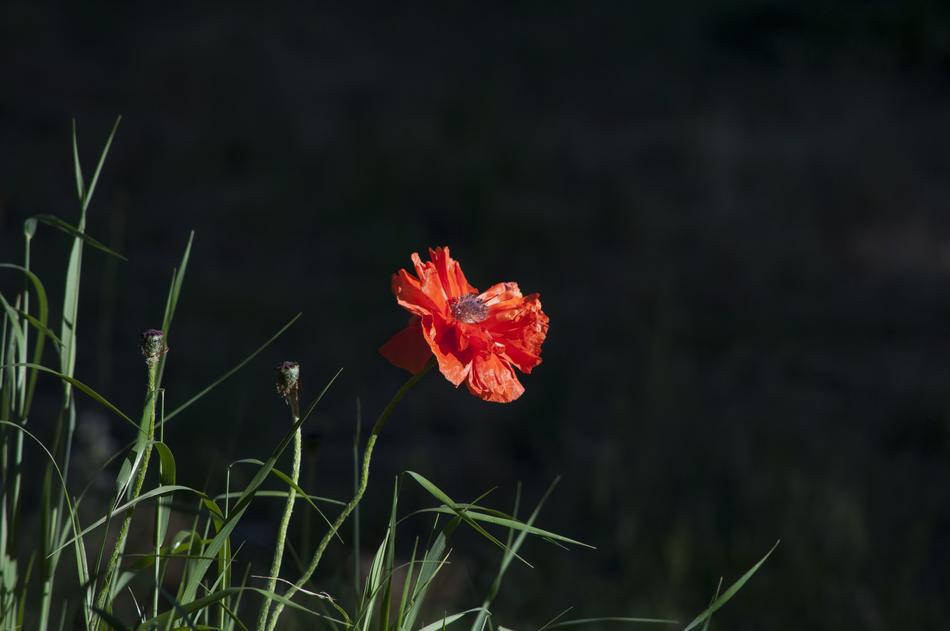 red unusual flower in the night