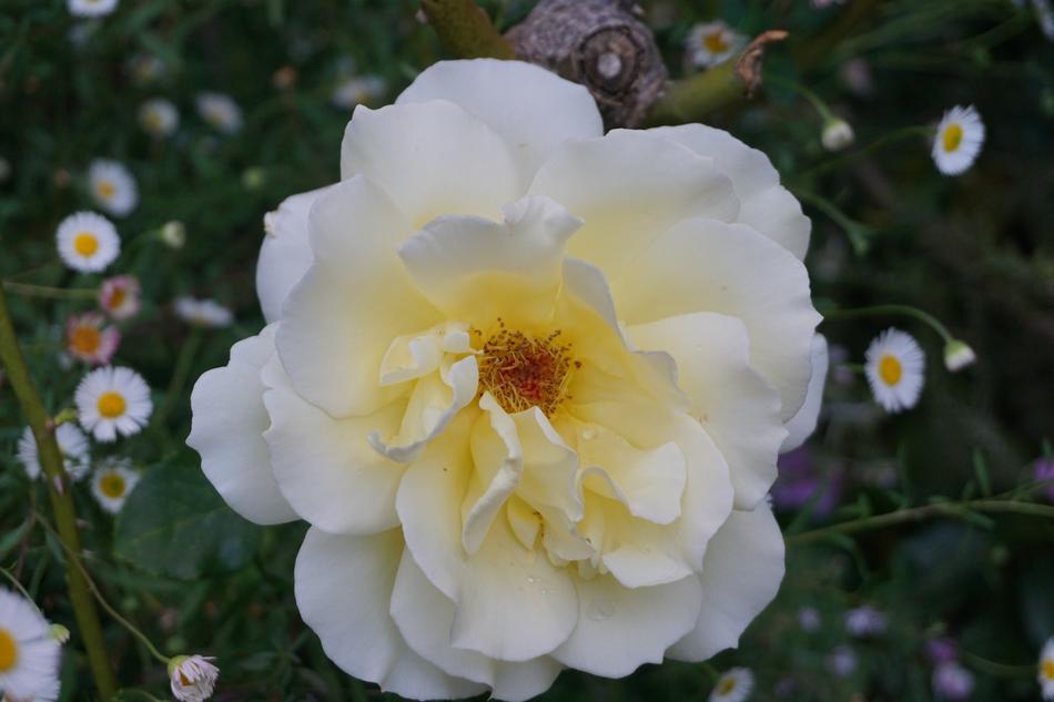 Rose White Bloom