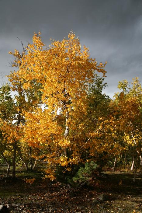 autumn forest golden landscape