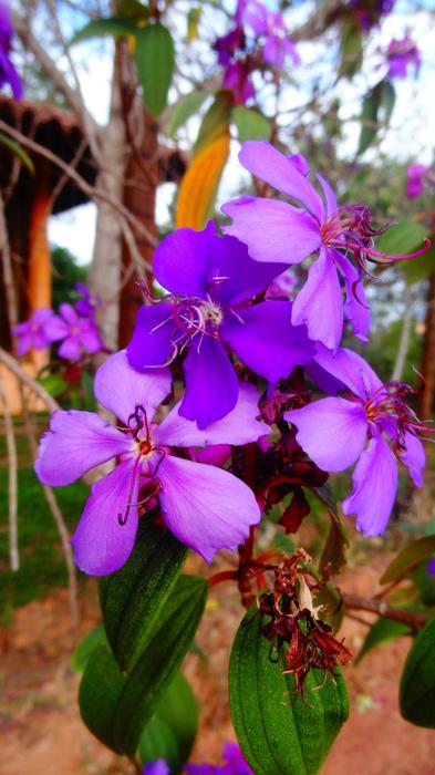 Purple Flowers decor