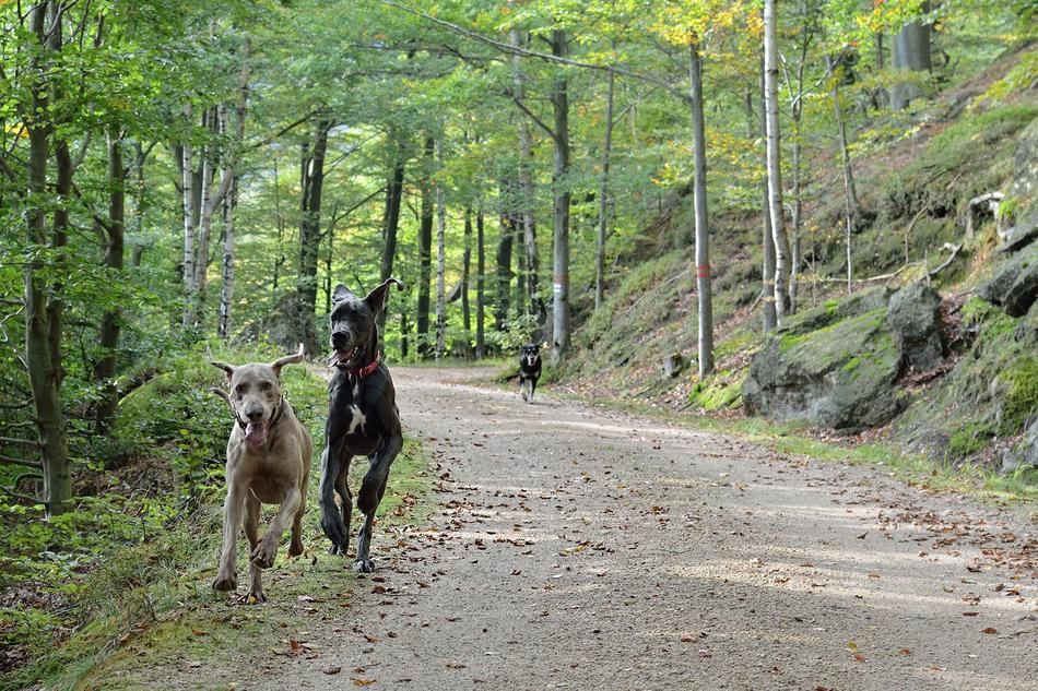 two big dogs on a walk