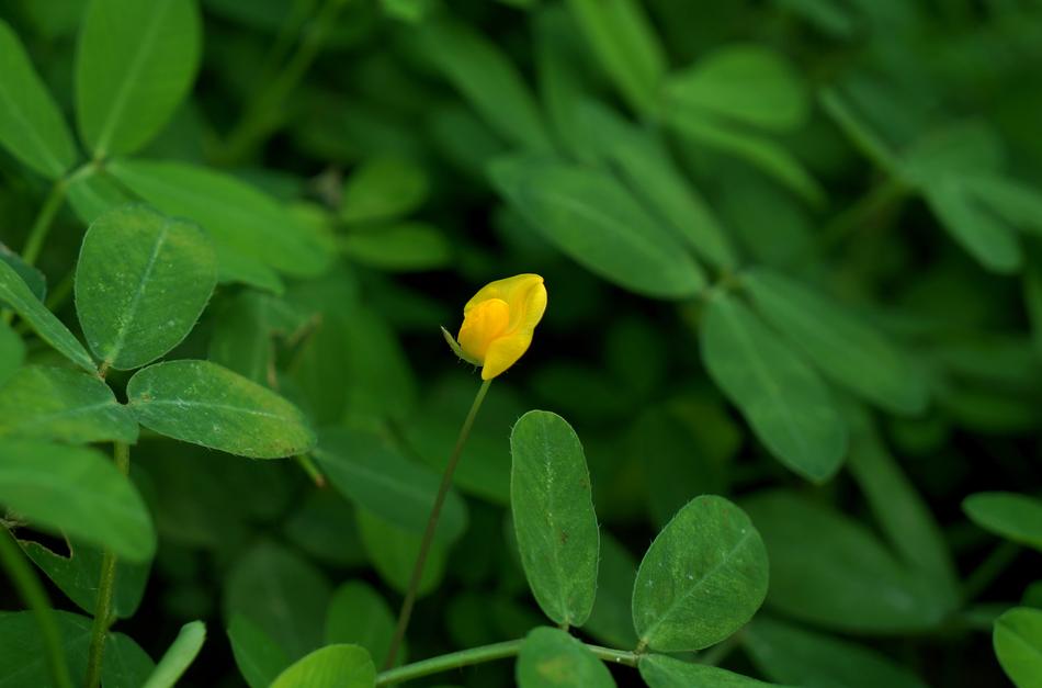 Flower Solitary