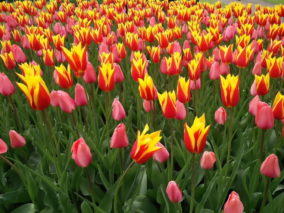 tulips are many the field is beautiful