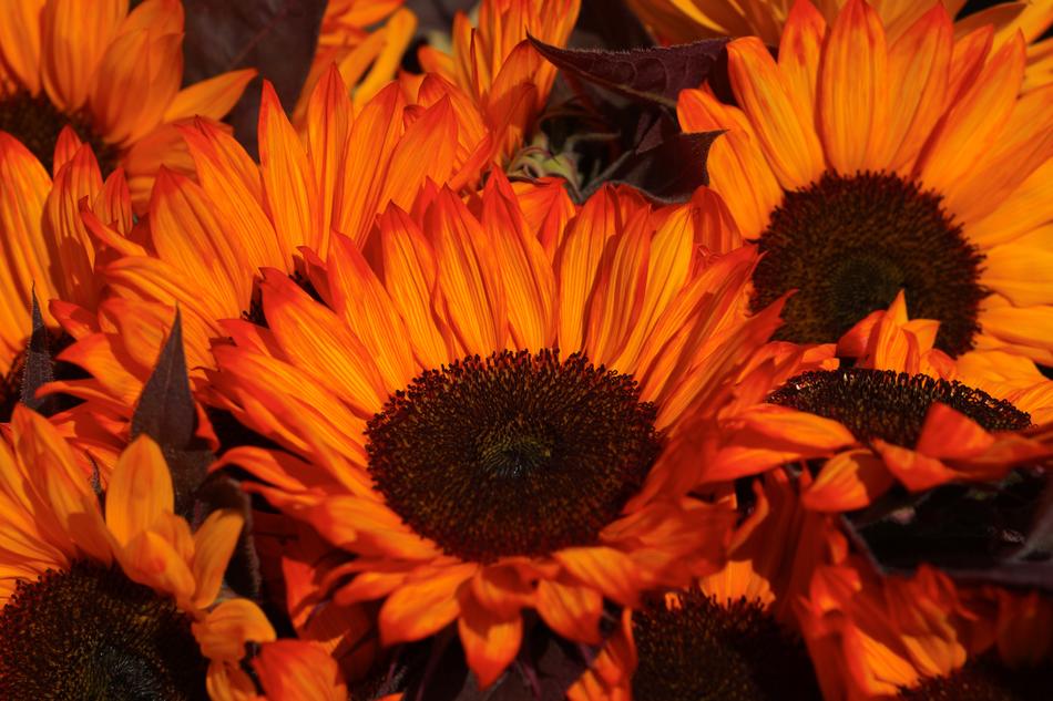 sunflowers red glow beautifully