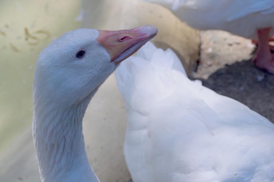 Goose The Head Of Bird