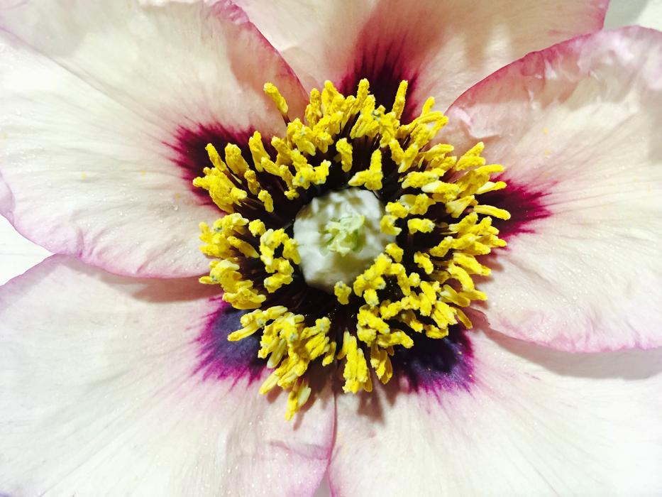 Beauty Natural Flower