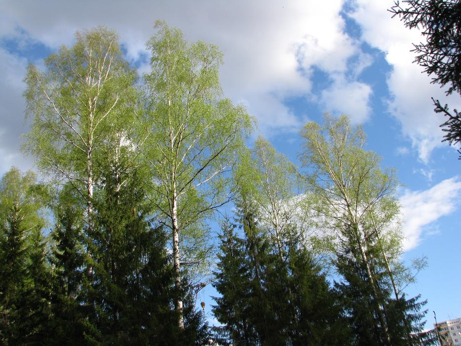 Spring forest view