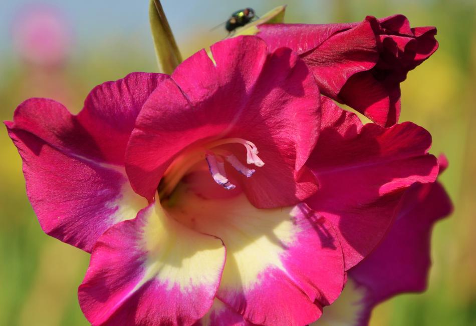 Gladiolus Butterfly flower