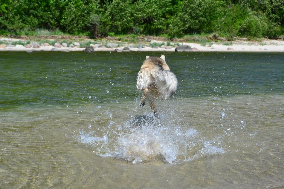 Dog on Water Most Beach