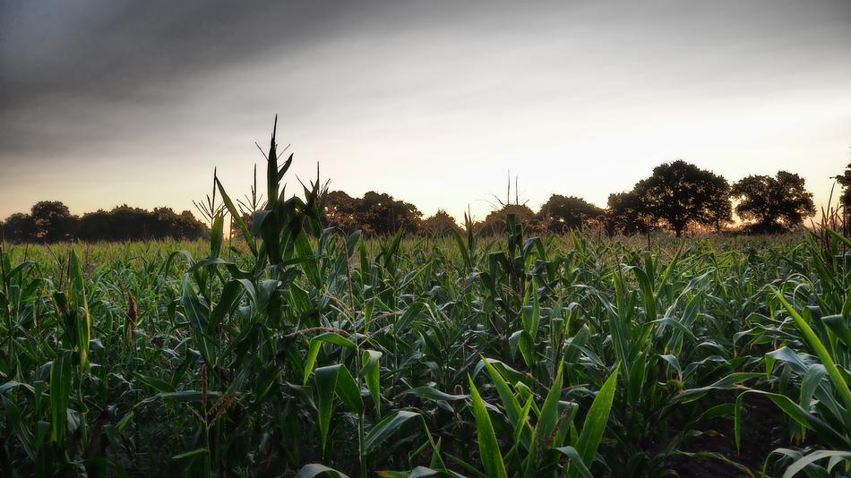 But Corn Field