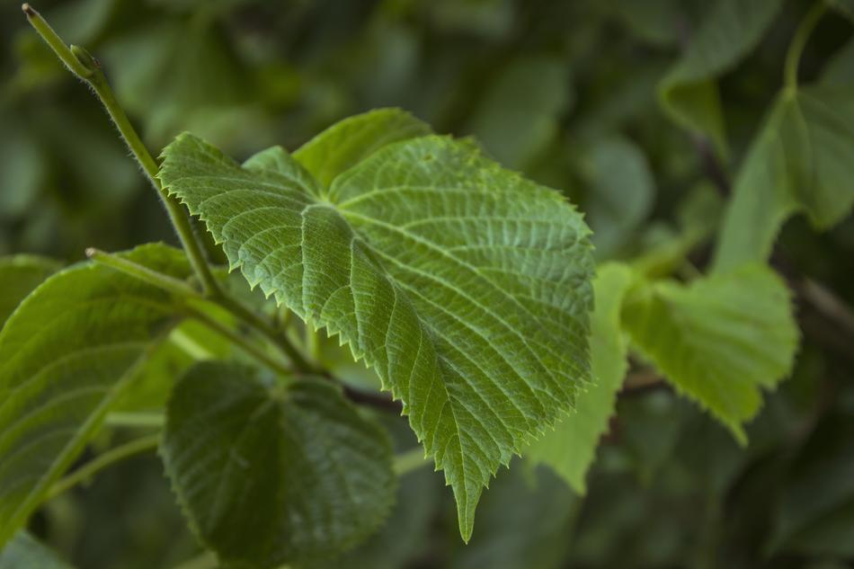 green wild foliage