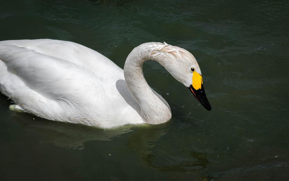 Swan Bewick Bird