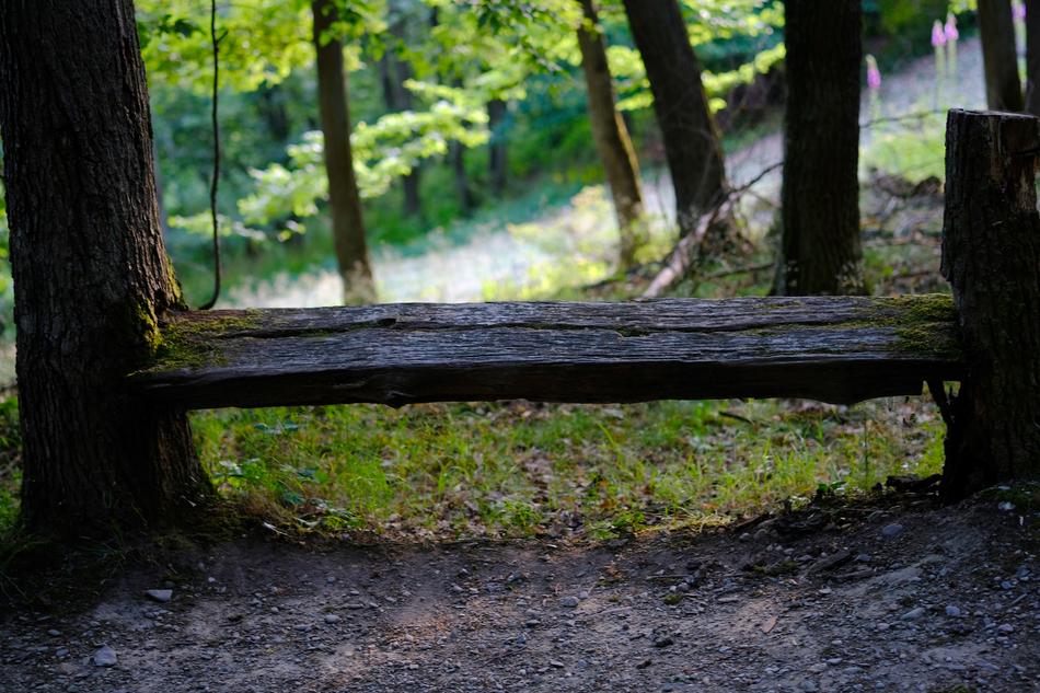 tree bench in the woods