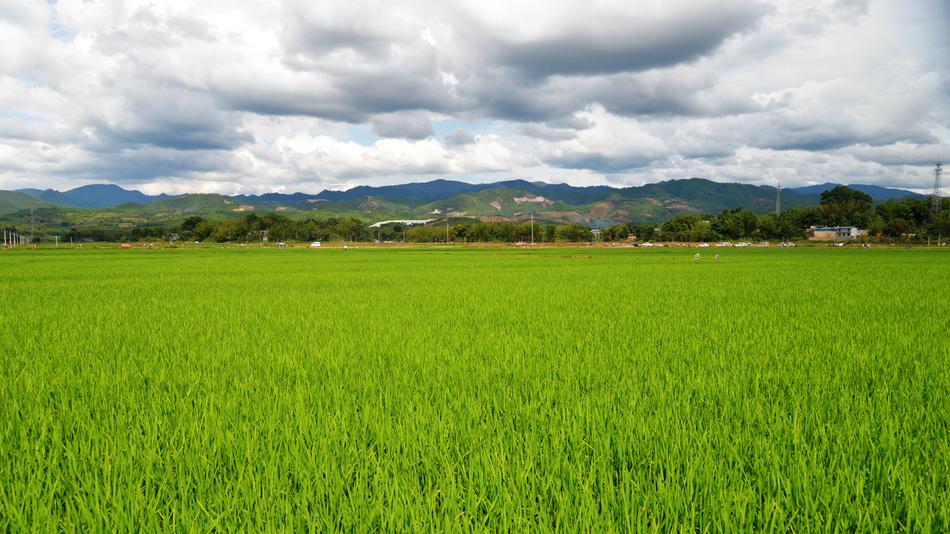 grass with clouds beautiful landscape
