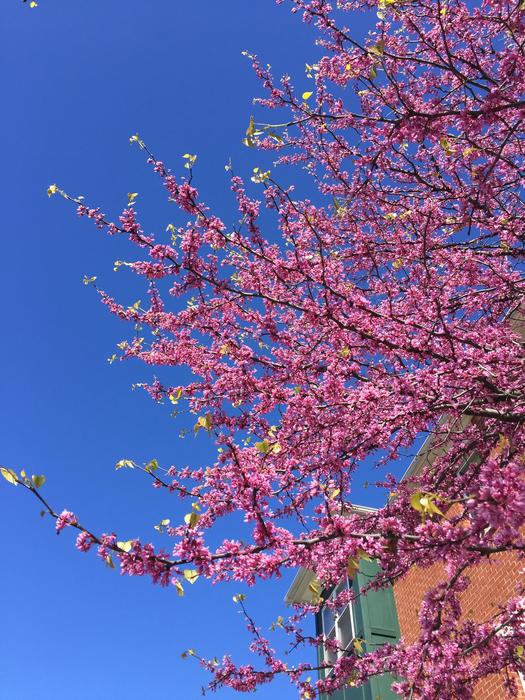 Pink spring bush
