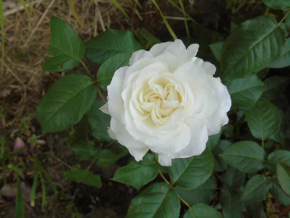 white rose on green foliage landscape