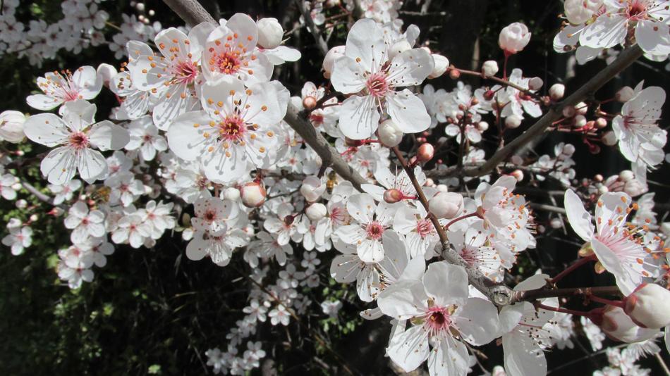 White Spring