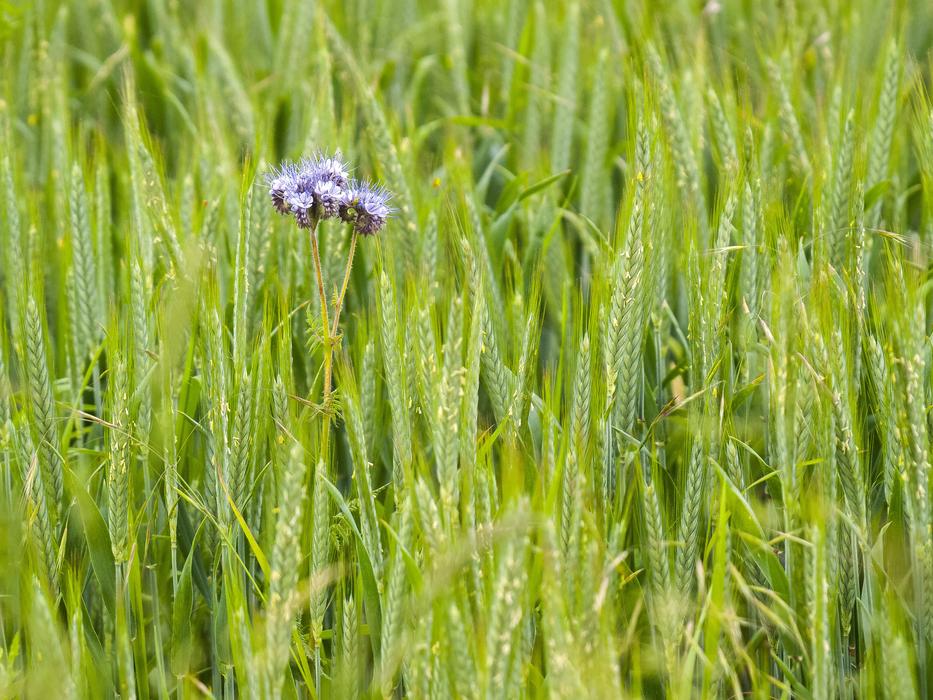 an unusual wild flower in the green grass