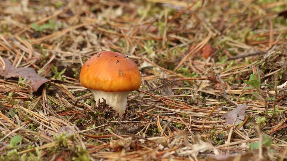 forest mushroom in the grass dry