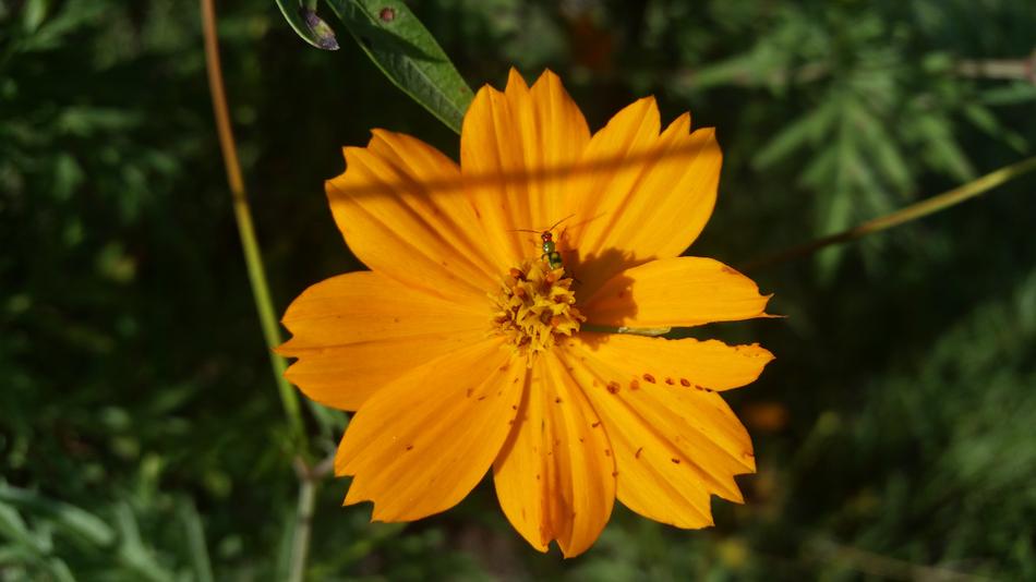 Yellow Flower closeup picture