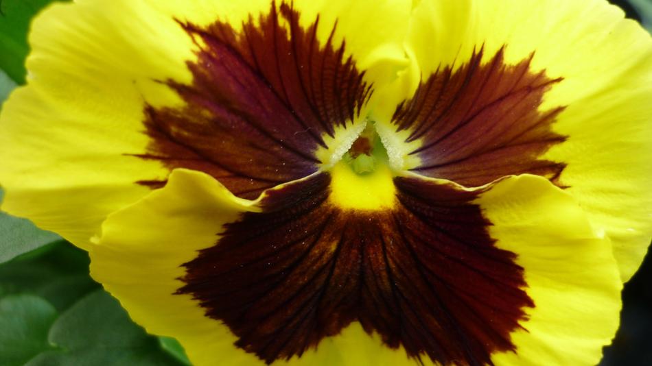 Pansy Flower Blossom