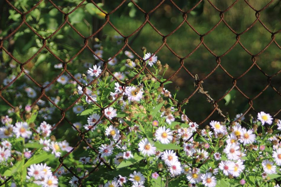 Flowers in the Garden Nature