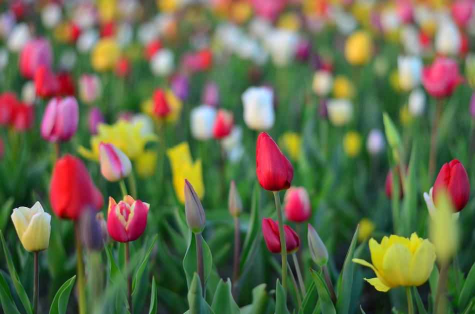 The colored tulips in the grass are beautiful.