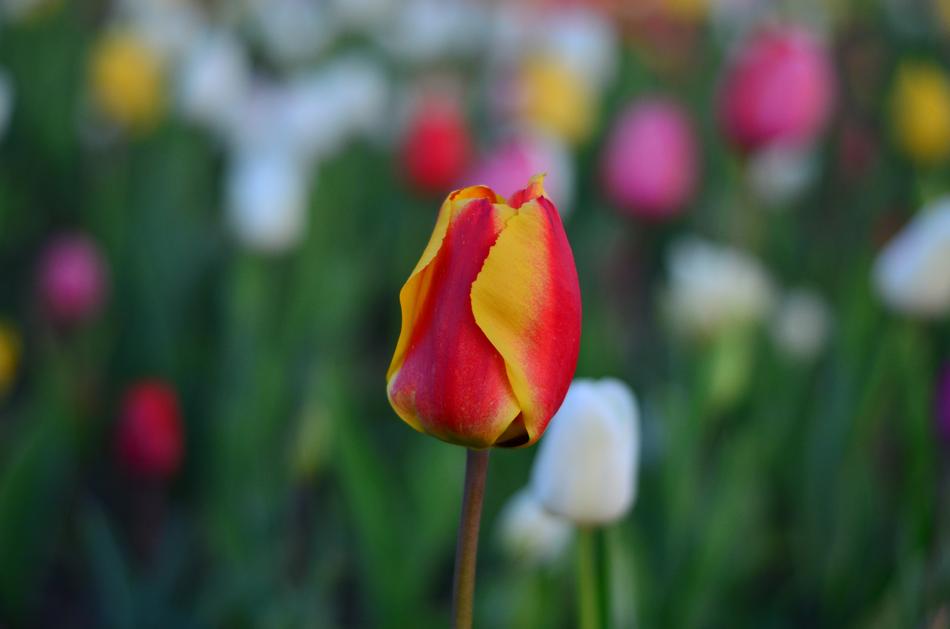 Red Vivid Colored Tulips