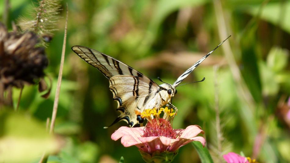 a large butterfly on a flower in the grass