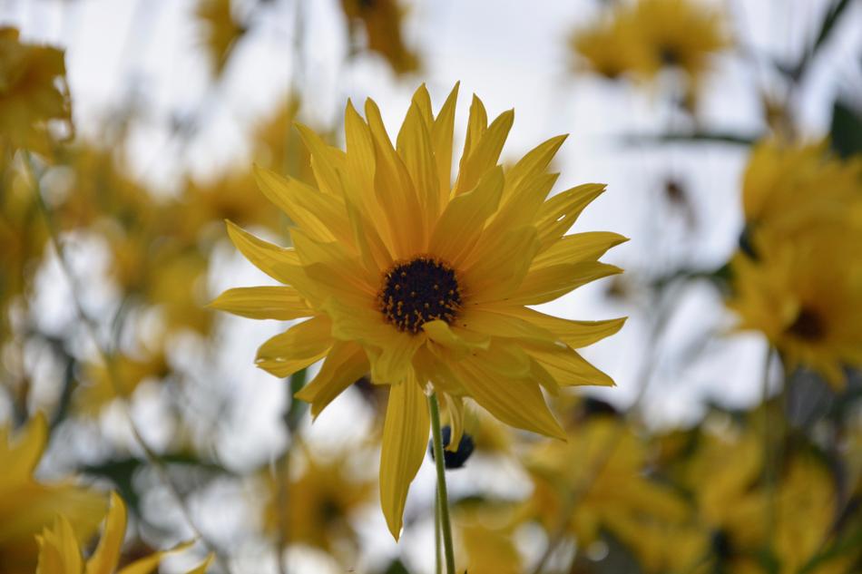 yellow flowers background