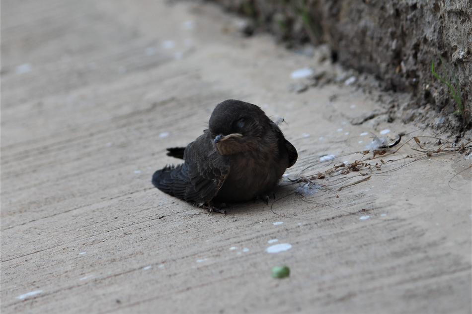 Bird Animal Nature