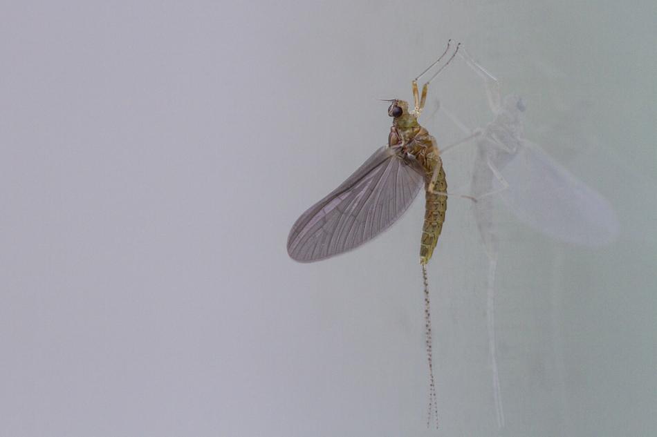 macro view of the insect mosquito