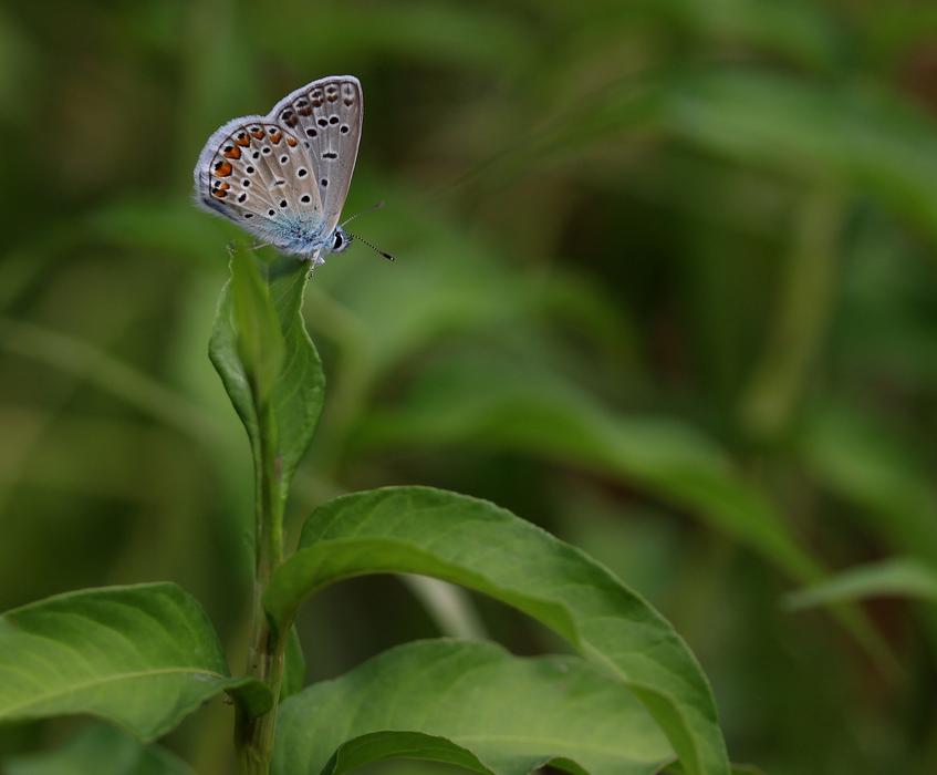 little butterfly in the grass