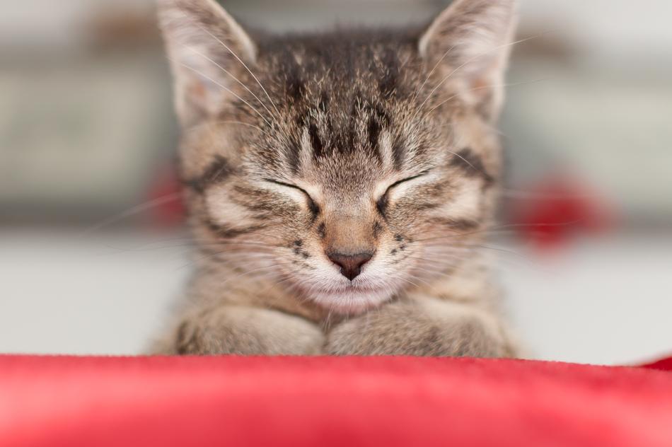 Domestic Cat Animal macro view