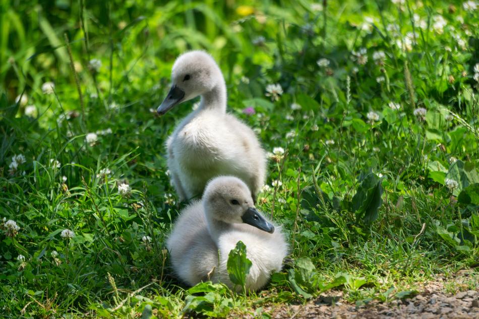 a fluffy duck walks in the green grass