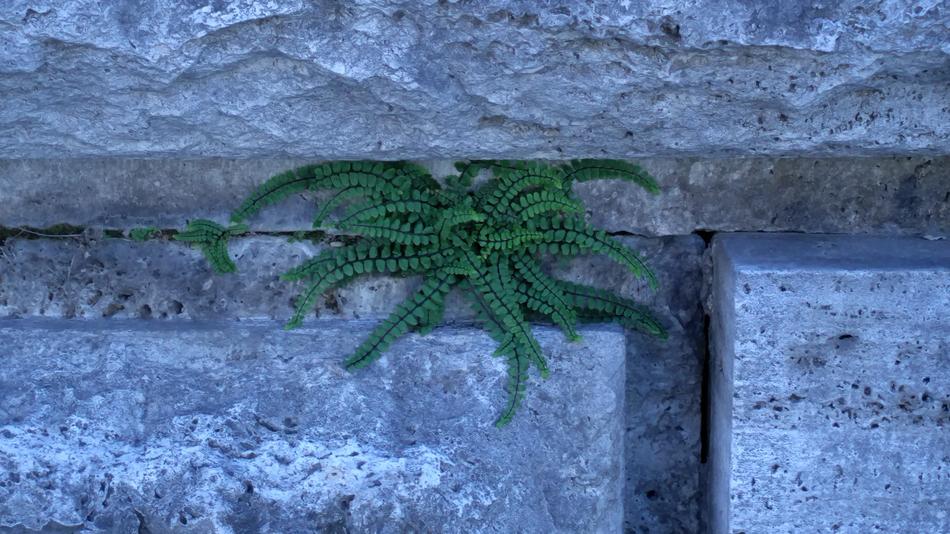 a plant in a stone wall