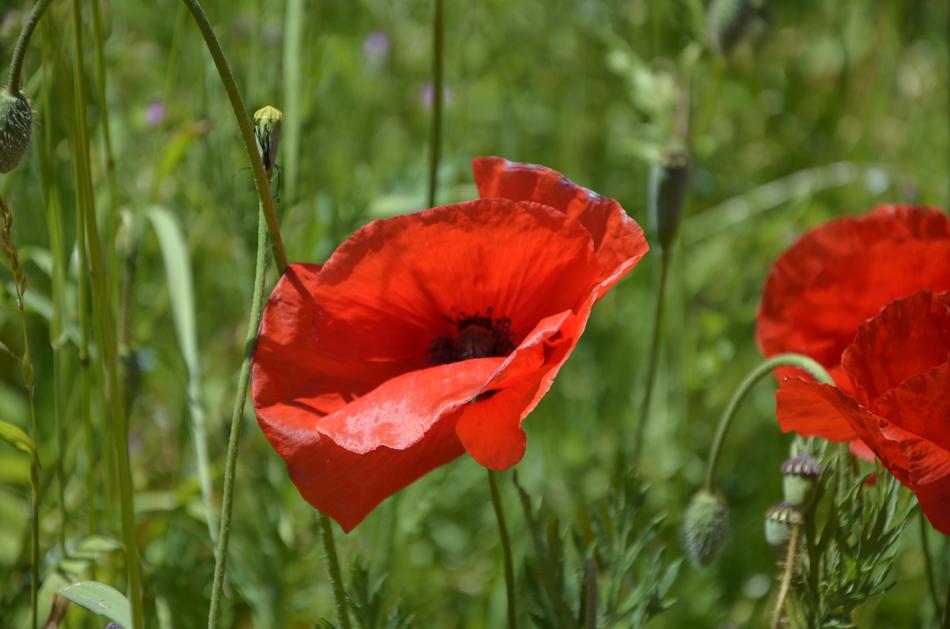 Poppy Flowers at Meadow