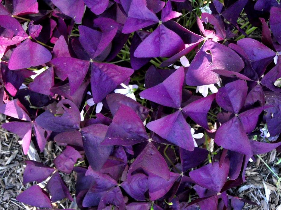Purple Clover Nature