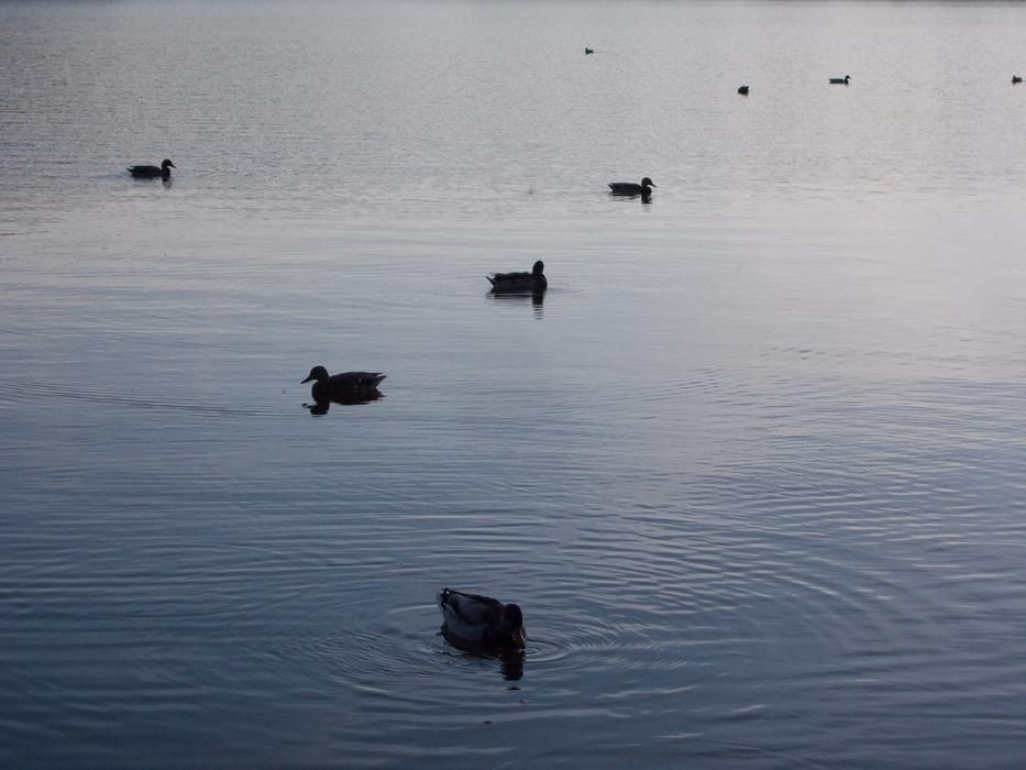 calm Lake Ducks