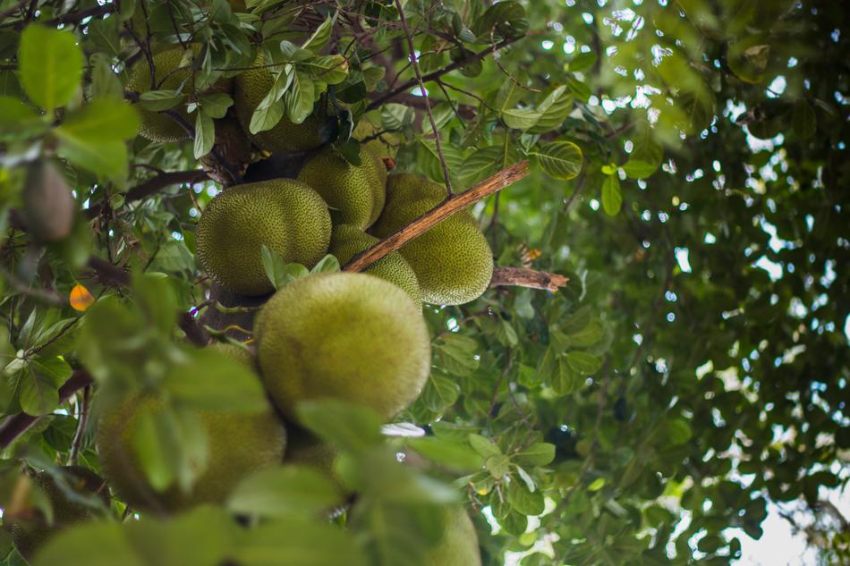 lime tropical tree