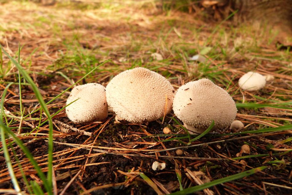 porcini mushrooms in the grass landscape