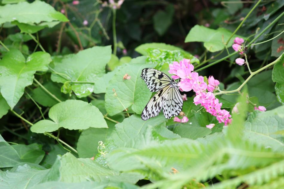 unusual butterfly on green foliage landscape
