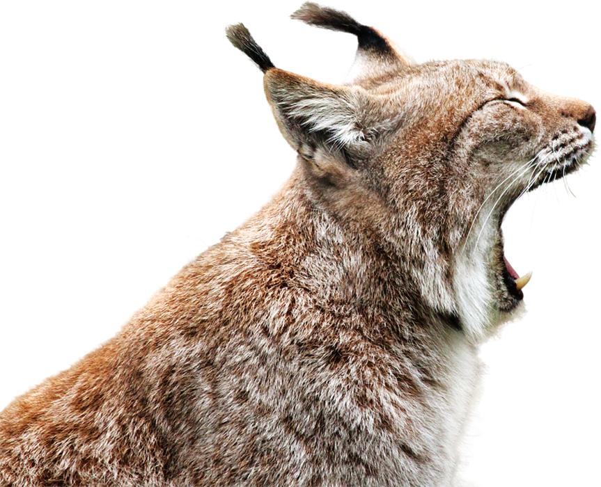 Linx Feline Clipping